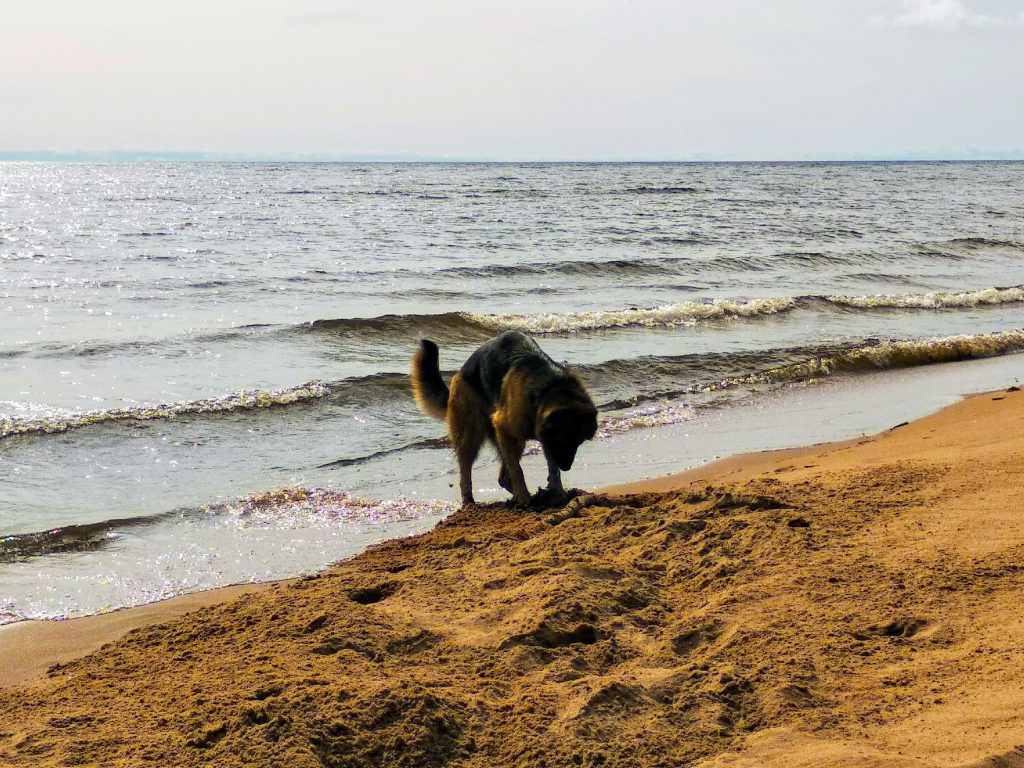 Путешествие дамы с собачкой вокруг Ладоги в июле 2019 г.