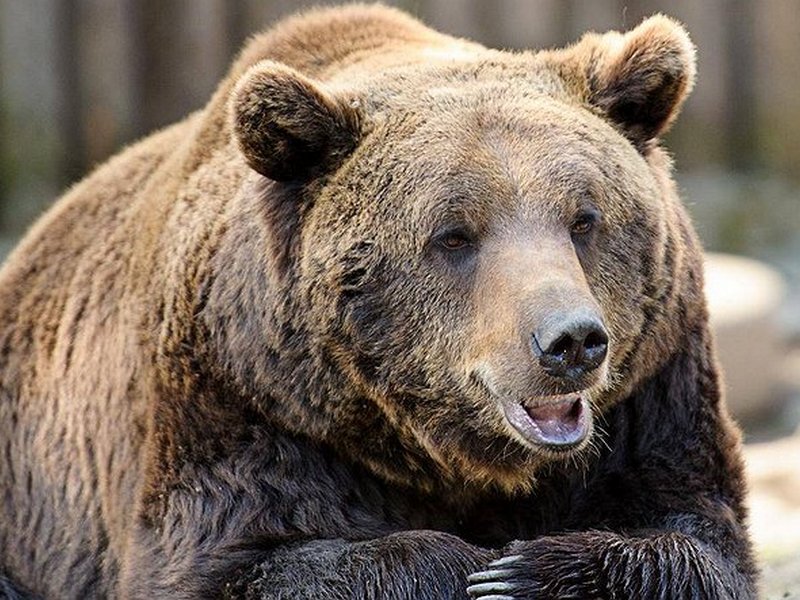 Зоокомплекс "Три медведя", Пряжинский район